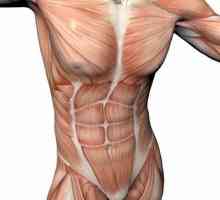 Koje su mišiće mišića prtljažnika? Mišiće prtljažnika osobe