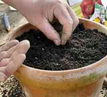 Kvalitetno tlo za sadnice: značajke, sastav i preporuke