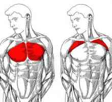 Kako brzo pumpati prsa: najbolji trening program