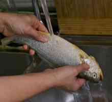 Koliko brzo mogu očistiti ribu od vage? Nož za čišćenje ribe