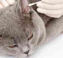 Kako čistiti uši mačića ispravno? Kako očistiti uši za mačkama?