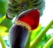 Kako se cvate banana u prirodi?
