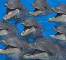 Как дельфины спят? Правда и выдумки о сне дельфинов
