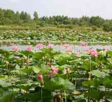 Kako doći do lotosovog jezera u Habarovsk?