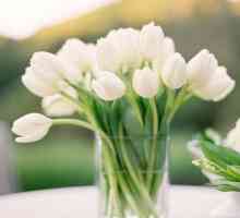 Koliko dugo zadržati tulipani u vazi: načine kako produžiti život cvijeća u buket