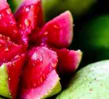 Kako je guava? Uzgoj guave i korisnih svojstava