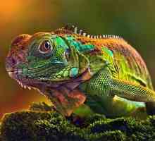 Kako kameleon mijenja boju i ovisnost o tome?