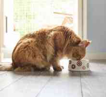 Kako i kako hraniti mačku kod kuće?