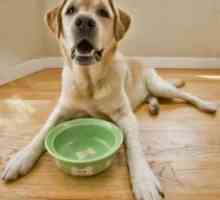 Kako i što hraniti psa - zdravlje vašeg ljubimca