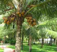 Kako i gdje rastu kokosa?