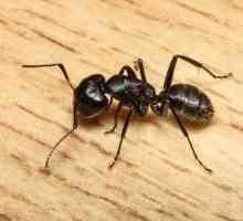 Kako se riješiti kuća mrava: korak po korak upute