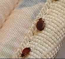 Kako se riješiti bedbugsa na kauču iu kući brzo, pouzdano i zauvijek