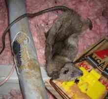 Kako se riješiti štakora i osigurati dom