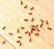 Kako da biste dobili osloboditi od malih mrava u stanu zauvijek?