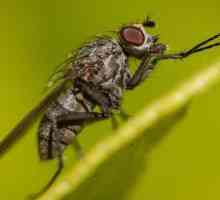 Kako se riješiti muha u drvenoj kući? Folk lijekovi i kemikalije kućanstva