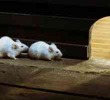 Kako se riješiti miševa u privatnoj kući? Otrov za štakore i miševe