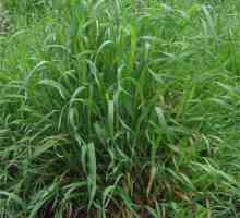 Kako se riješiti pšeničnog zrna u vrtu s narodnim lijekovima i uz pomoć kemije?