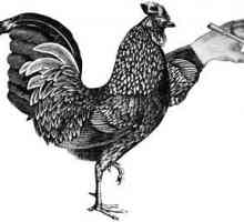 `Как курица лапой`: значение фразеологизма. Фразеологизмы со словом…