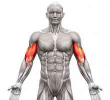 Kako pumpati biceps? Najbolje vježbe na bicepsu u teretani i kod kuće