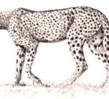 Kako crtati gepard? Prikazujemo snažnu i brzu zvijer