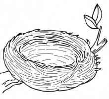 Kako nacrtati gnijezdo ptice u fazama?