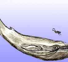 Kako nacrtati kit u realističnom i animiranom stilu