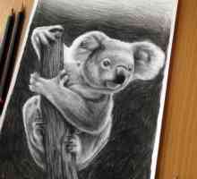 Kako crtati koala? Postupni opis
