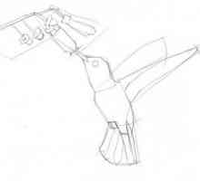 Kako nacrtati hummingbird lako i brzo
