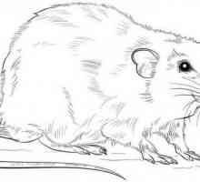 Kako nacrtati štakora u fazama