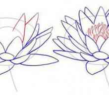 Kako nacrtati lotos: Vodič za početnike