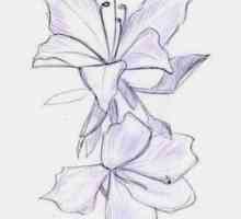 Kako crtati orhideja? Mi predstavljaju utjelovljenje jednostavnosti i sofisticiranosti