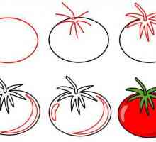 Kako nacrtati rajčicu u olovku i akvarelu, u rezu i cjelini?
