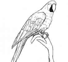 Kako crtati pticu u fazi s olovkom. Kako crtati pticu pero. Kako crtati ptice ili ptičicu na grani