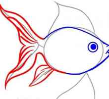 Kako nacrtati zlatnu ribicu s olovkom? Podrobna uputa