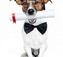 Kako učiti psa zapovijed `Za mene!`? Opći tečaj obuke (OKD) za pse