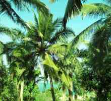 Koji je naziv azijske palme s vrhovima lišća? Tropska palma s vrhovima listova: ime i opis