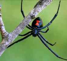 Koji je naziv tropskog arachnida?