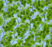 Koja je unutarnja okolina stanica koja se zove: koncept citoplazme, hijaloplazme, citosola