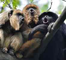 Kako majmuni komuniciraju jedni s drugima? Kako majmuni govore: zvukovi. Majstorski govorni trening