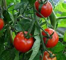 Kako smanjiti rajčicu u stakleniku? Opis koraka po korak, preporuke