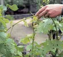 Kako izrezati grožđe u jesen: upute i preporuke