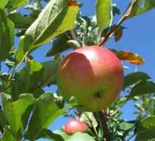 Kako pomladiti stari jabuka s obrezivanjem u jesen?