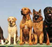 Kako prepoznati pasminu pasa: različite vrste uzgoja