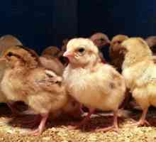 Как отличить цыплят курочек от петушков? Суточные цыплята