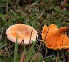 Kako razlikovati lažne kanale od stvarnih: savjeti za berače gljiva