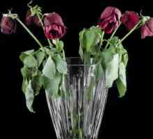Kako oživjeti ruže i zadržati svježinu buketa za dugo vremena