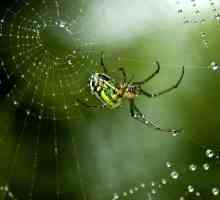 Как паук плетет паутину? Зачем пауку паутина?