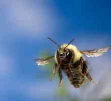 Как пчелы находят дорогу домой? Несколько распространенных версий
