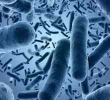 Kako je E. coli prenio od osobe do osobe?