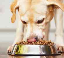 Kako prenijeti psa iz naturalki na hranu? Pravilno hranjenje pasa: norme, vrijeme, prehrana